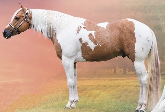 Homozygous Tobiano Stallion @Brightbrook Paints